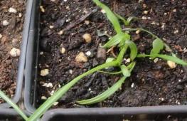 Выращивание лиатрис: из семян, из рассады, посадка и уход, описание лучших сортов
